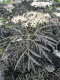Sambucus nigra f. laciniata