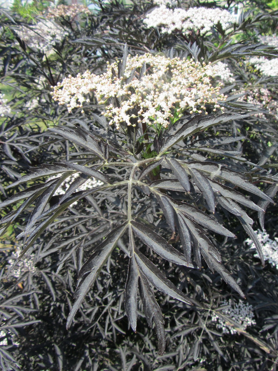 Image of Sambucus nigra f. laciniata specimen.