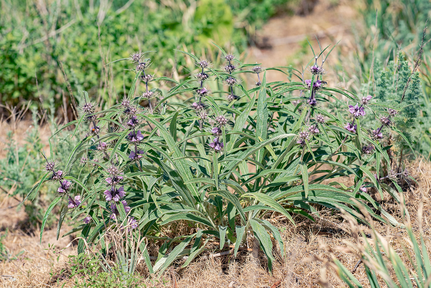 Изображение особи Phlomis salicifolia.