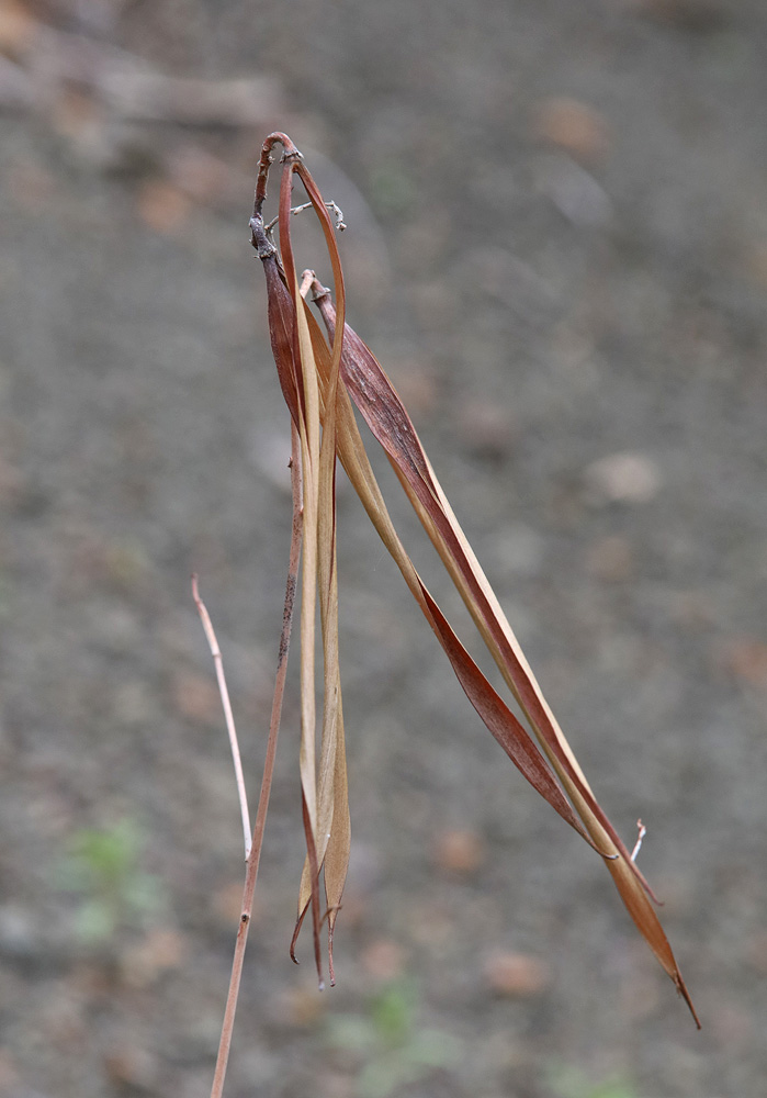 Image of Trachomitum sarmatiense specimen.