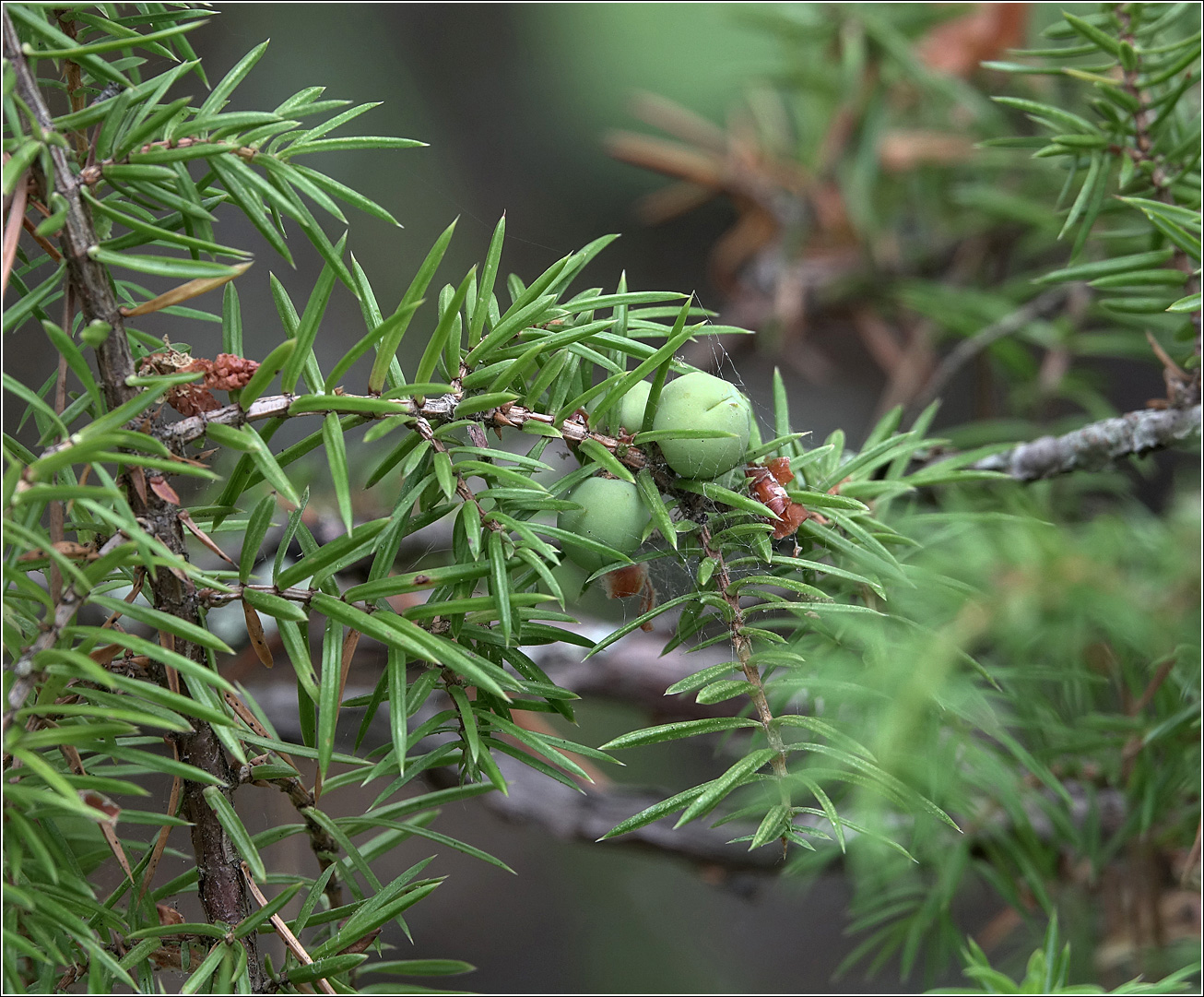 Изображение особи Juniperus communis.