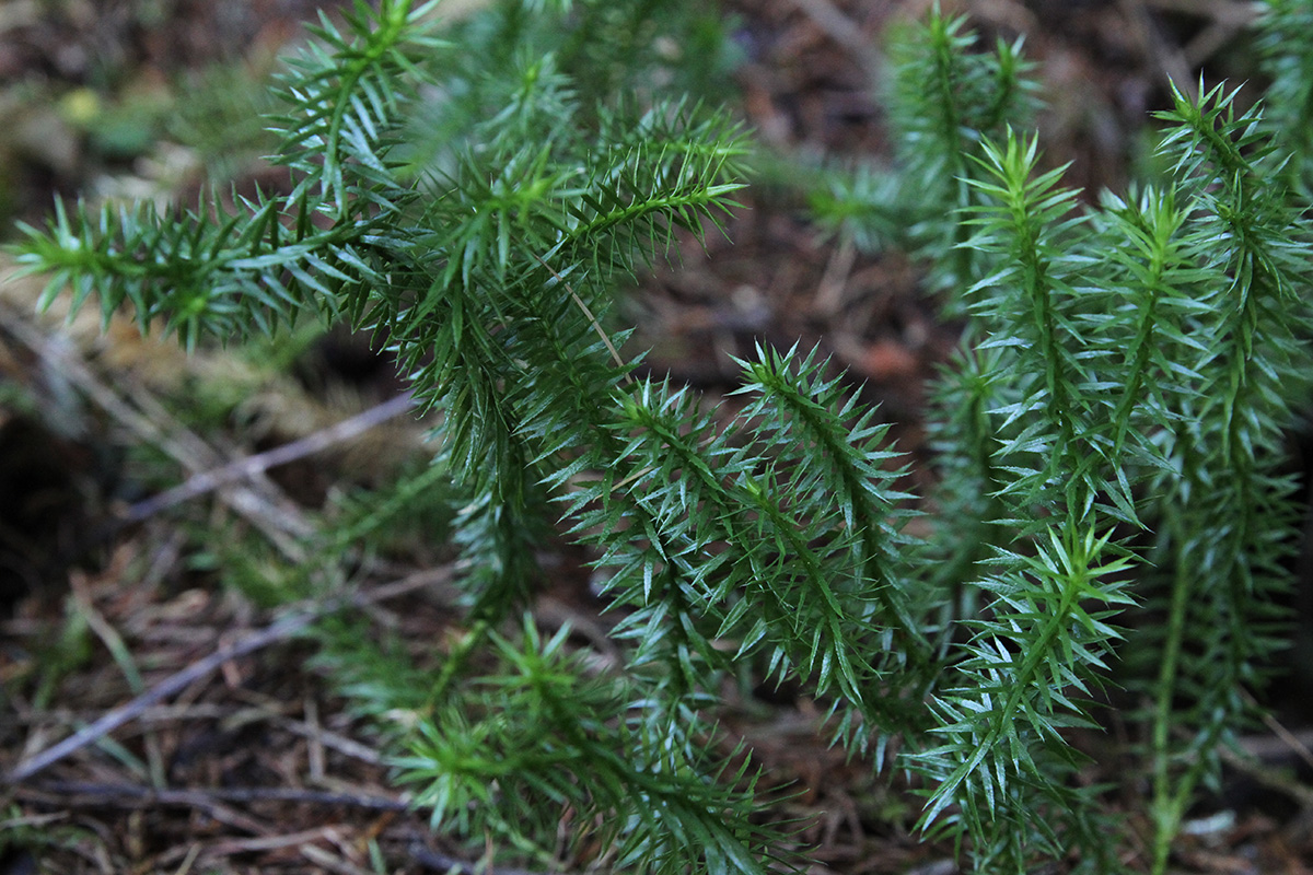 Изображение особи Lycopodium annotinum.