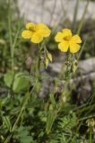 Helianthemum ovatum