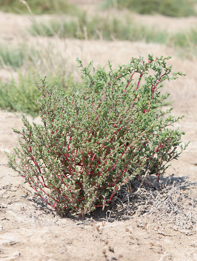 Image of Petrosimonia oppositifolia specimen.