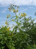 Senecio paludosus