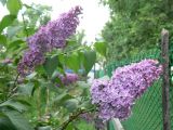 Syringa vulgaris