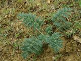 Phlomoides laciniata. Вегетирующее растение (Eremostachys iberica Vis.). Азербайджан, Гобустанский заповедник. 10.04.2010.