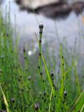 Equisetum variegatum. Верхушка побега. Магаданская обл., Ольский р-н, Клепкинская трасса, бассейн р. Танон, р. Анмандыкан, над водой. 15.08.2020.