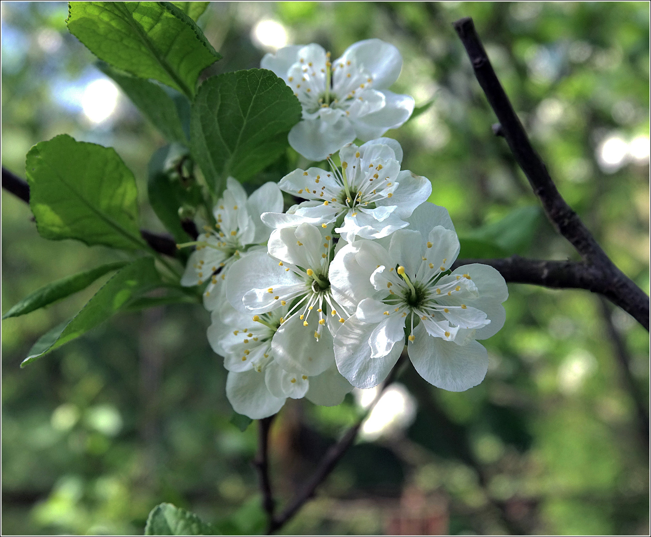 Изображение особи Prunus domestica.