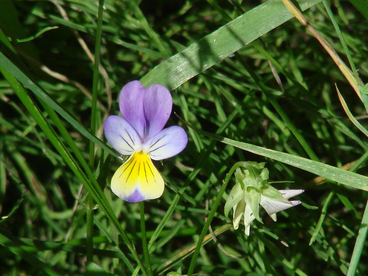 Изображение особи Viola tricolor.