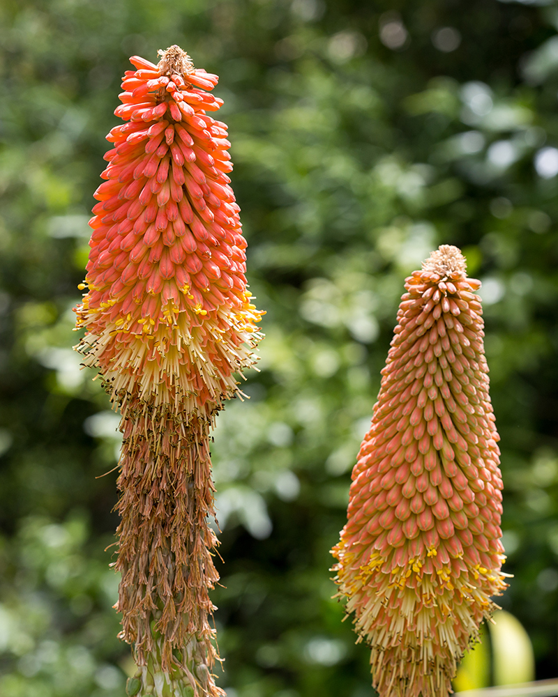 Изображение особи Kniphofia uvaria.
