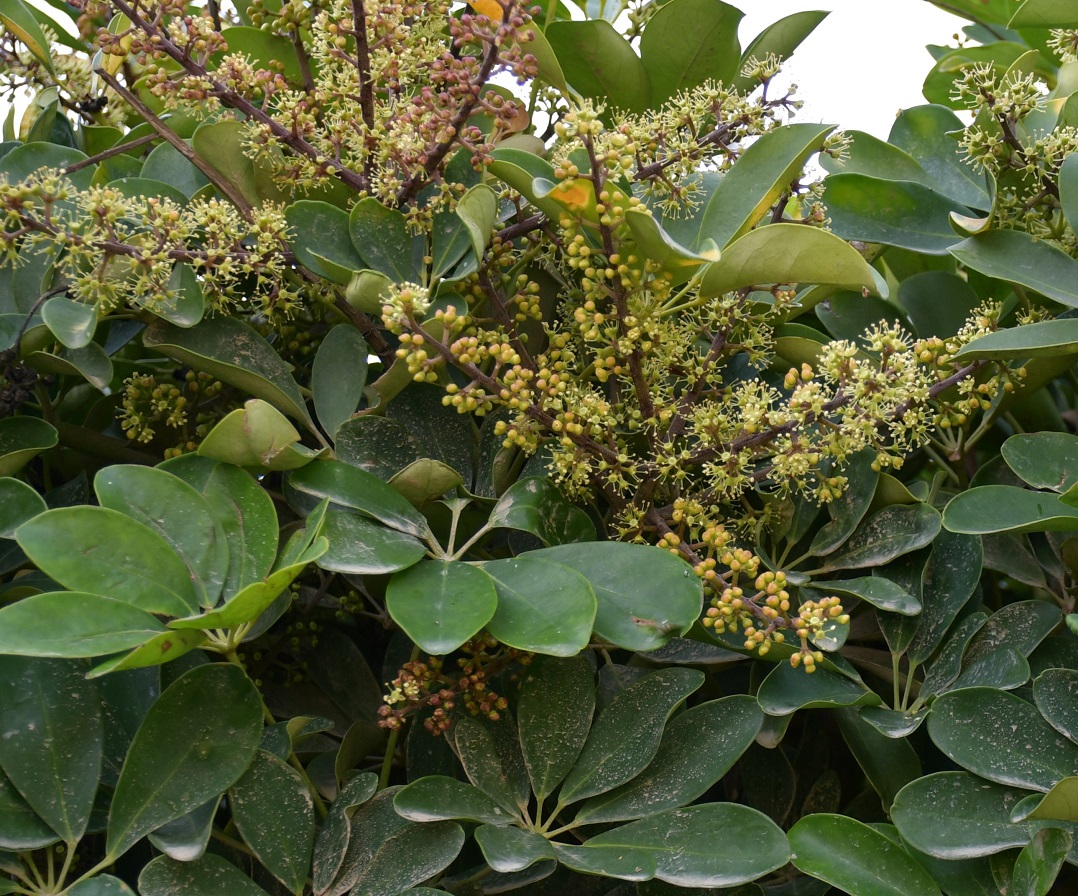 Image of Heptapleurum arboricola specimen.