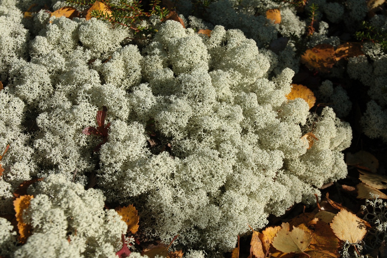 Image of Cladonia stellaris specimen.