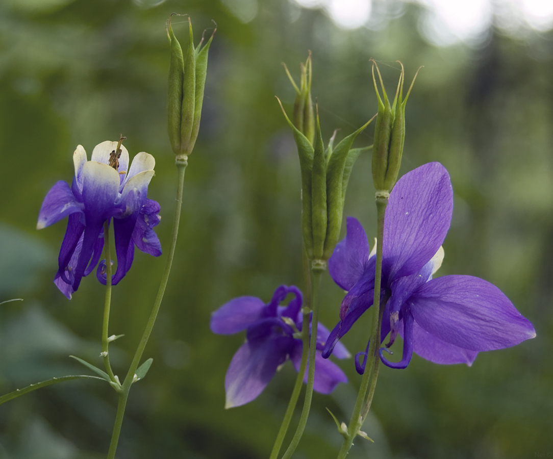 Image of Aquilegia sibirica specimen.