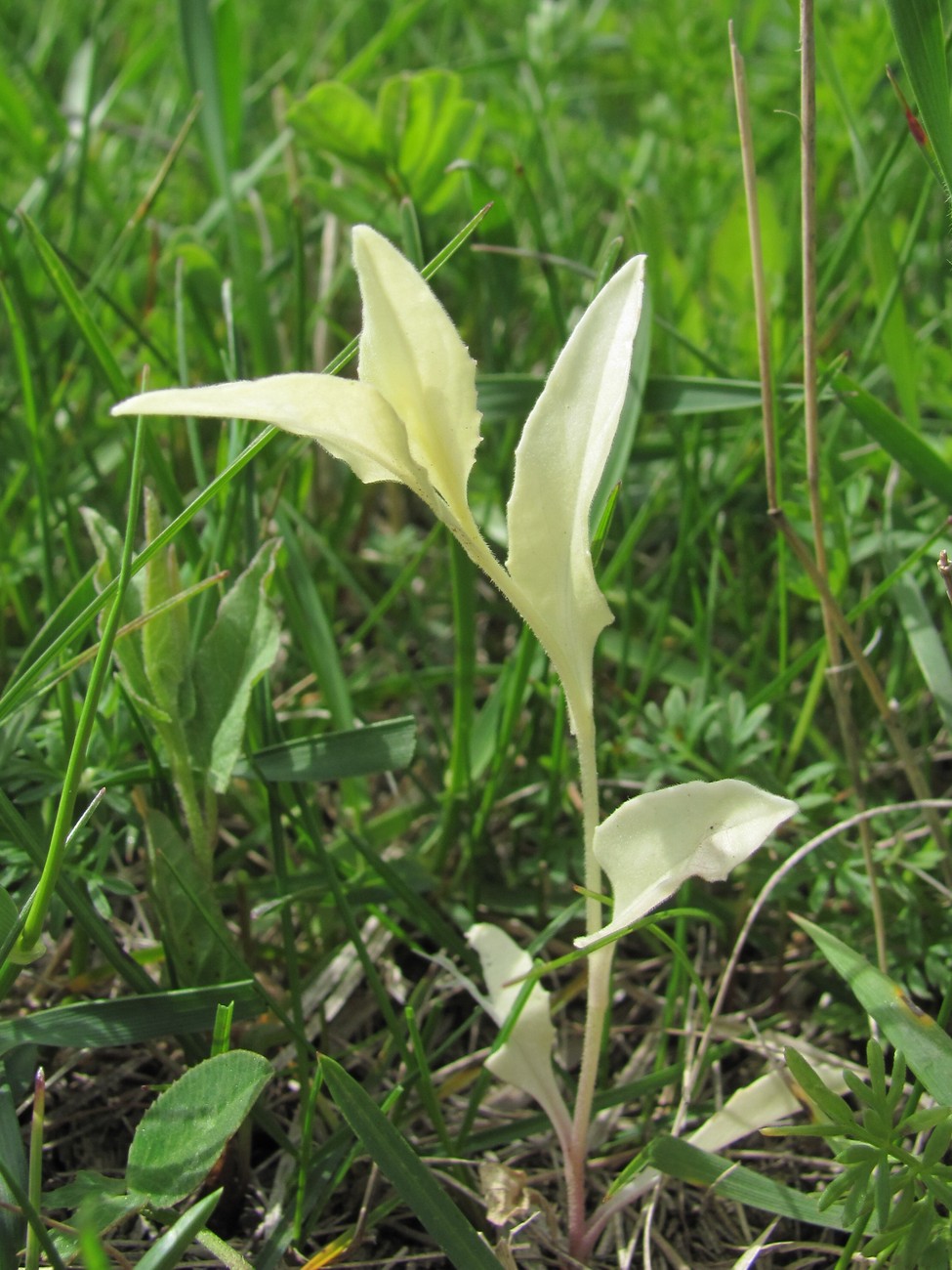 Image of Cardaria draba specimen.