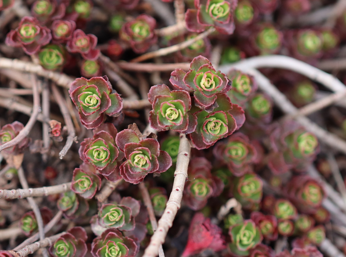 Изображение особи Sedum spurium.