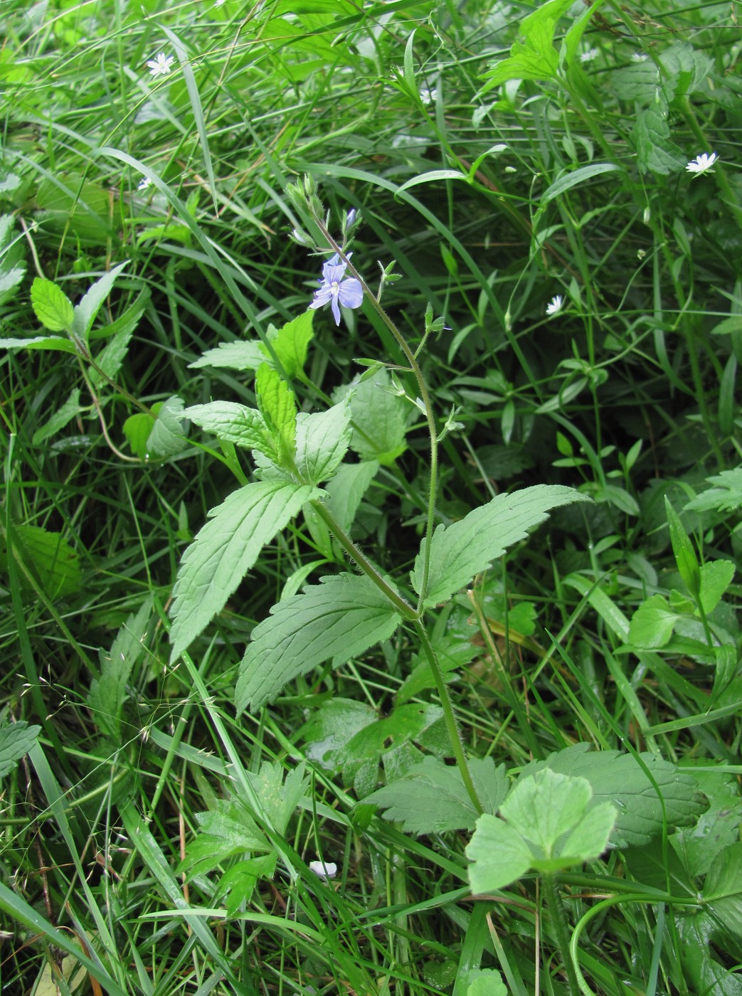 Image of Veronica magna specimen.