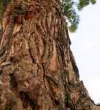 Pinus strobus. Кора в нижней части ствола. Болгария, Бургасская обл., г. Несебр, курортный р-н Солнечный Берег, ул. Цветочная, в культуре. 13.09.2021.