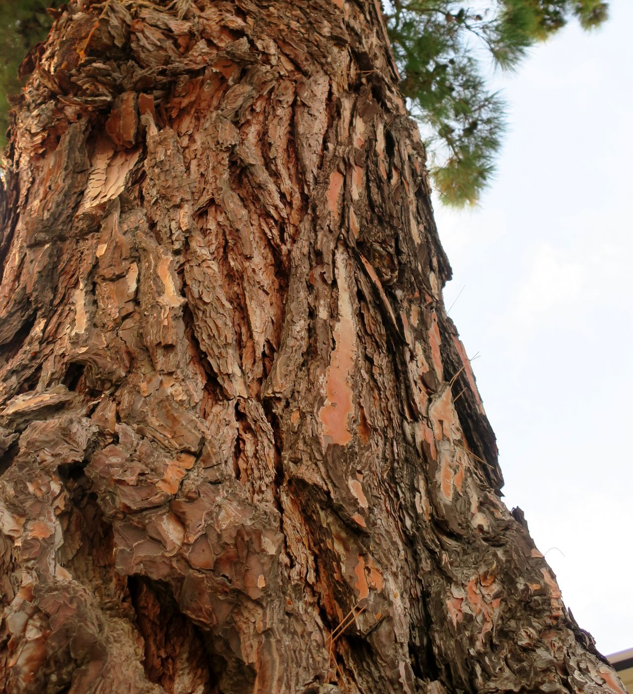 Изображение особи Pinus strobus.