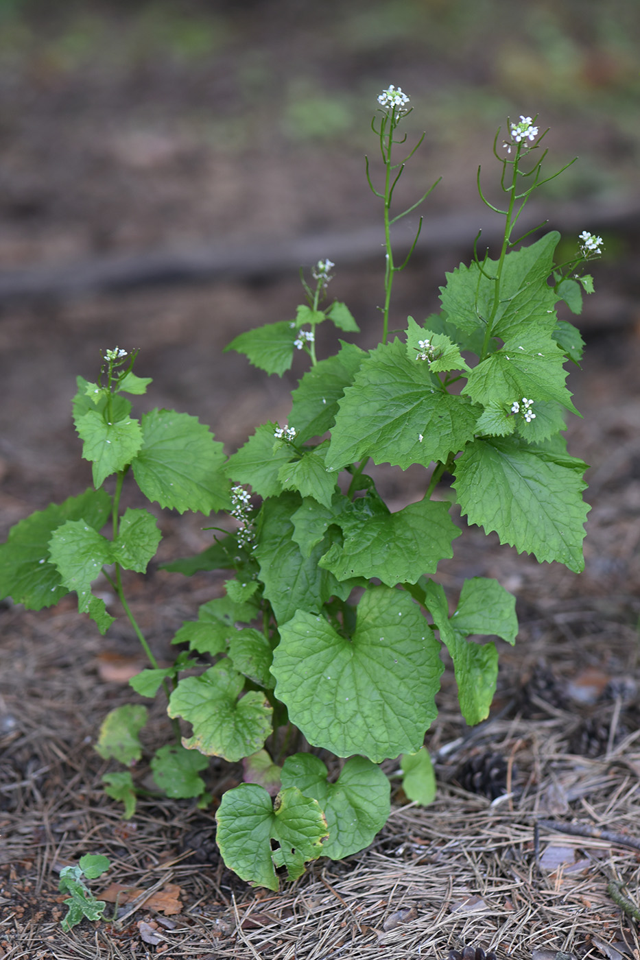 Image of Alliaria petiolata specimen.