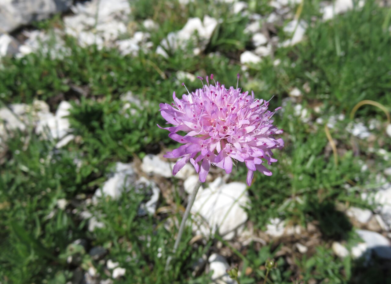 Image of Knautia adriatica specimen.