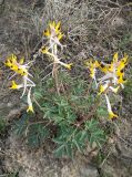 Corydalis ainae