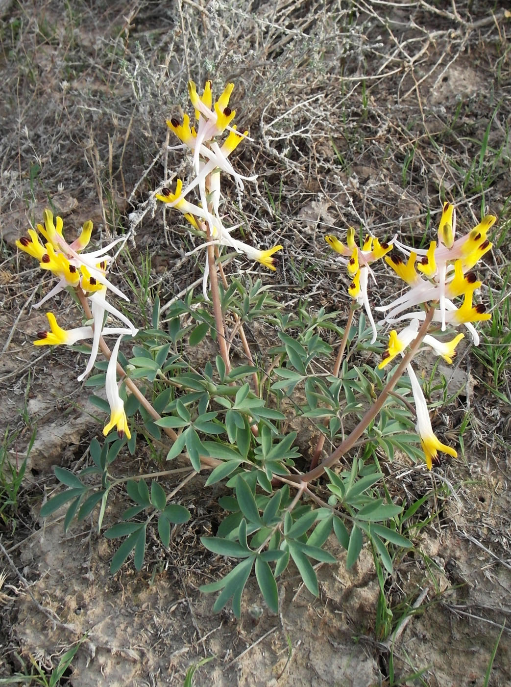 Image of Corydalis ainae specimen.