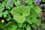 Asarum sieboldii