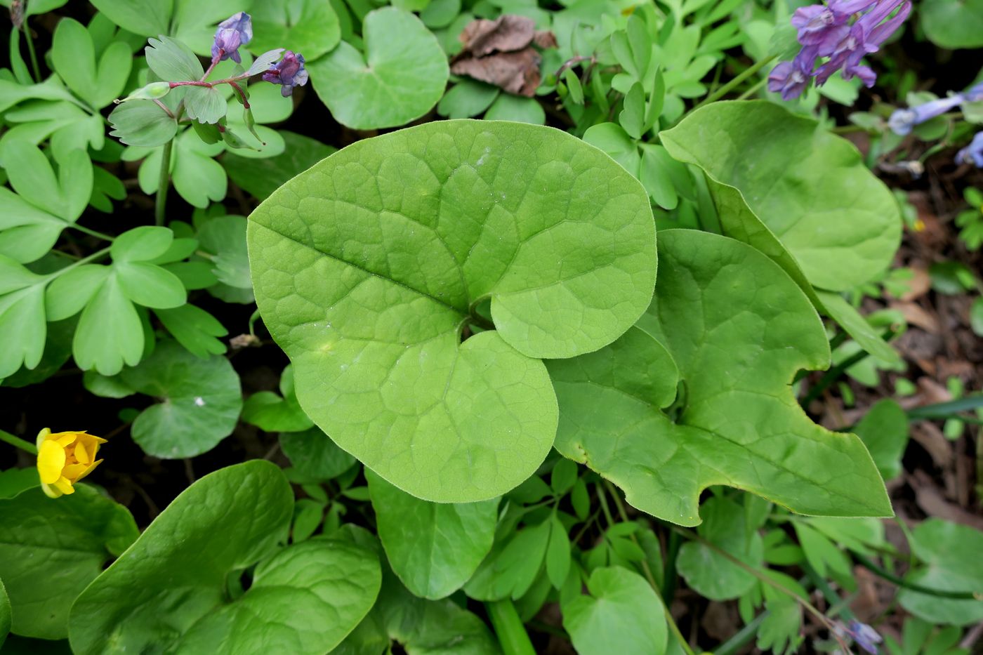 Изображение особи Asarum sieboldii.