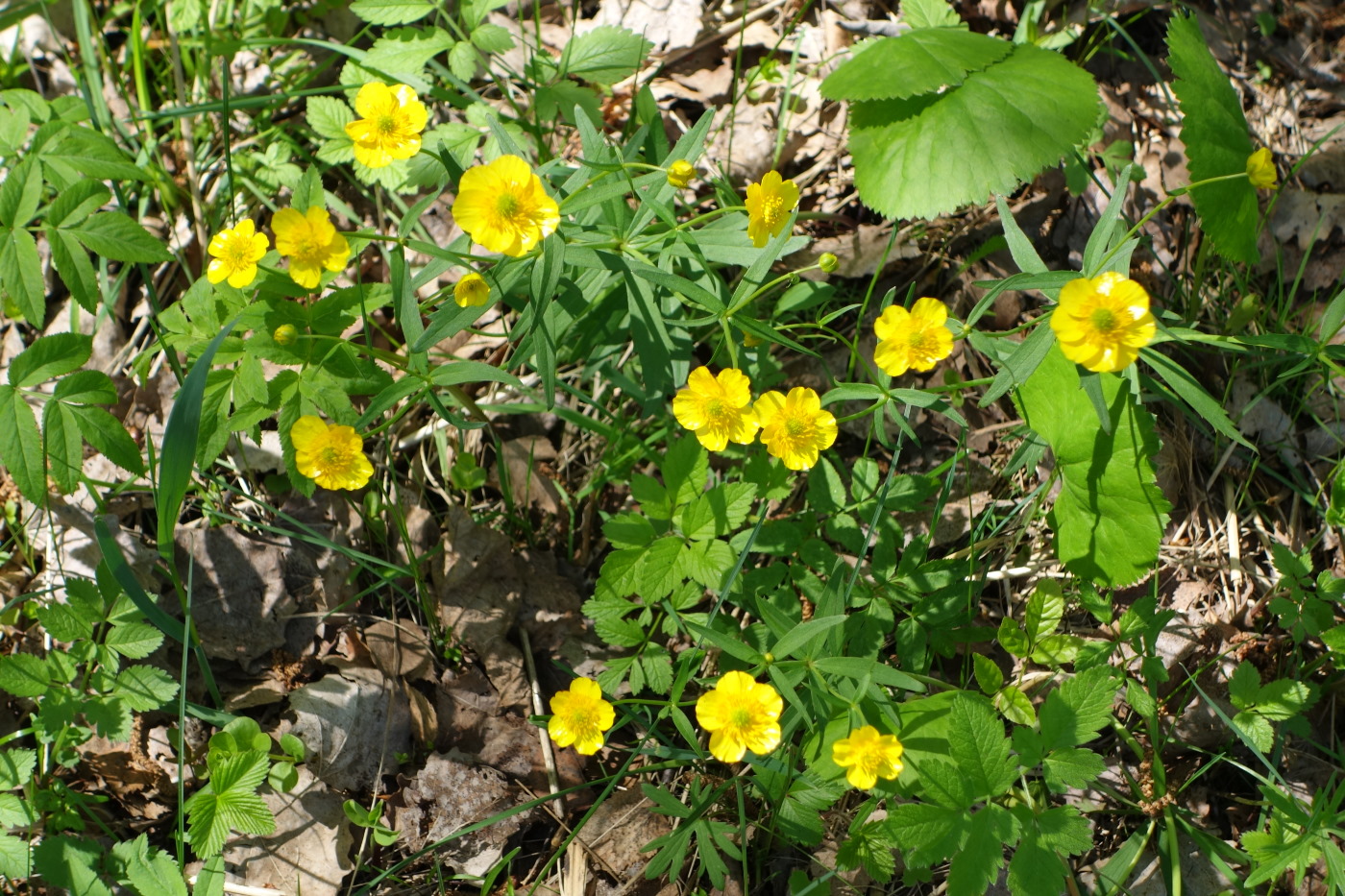 Изображение особи Ranunculus cassubicus.