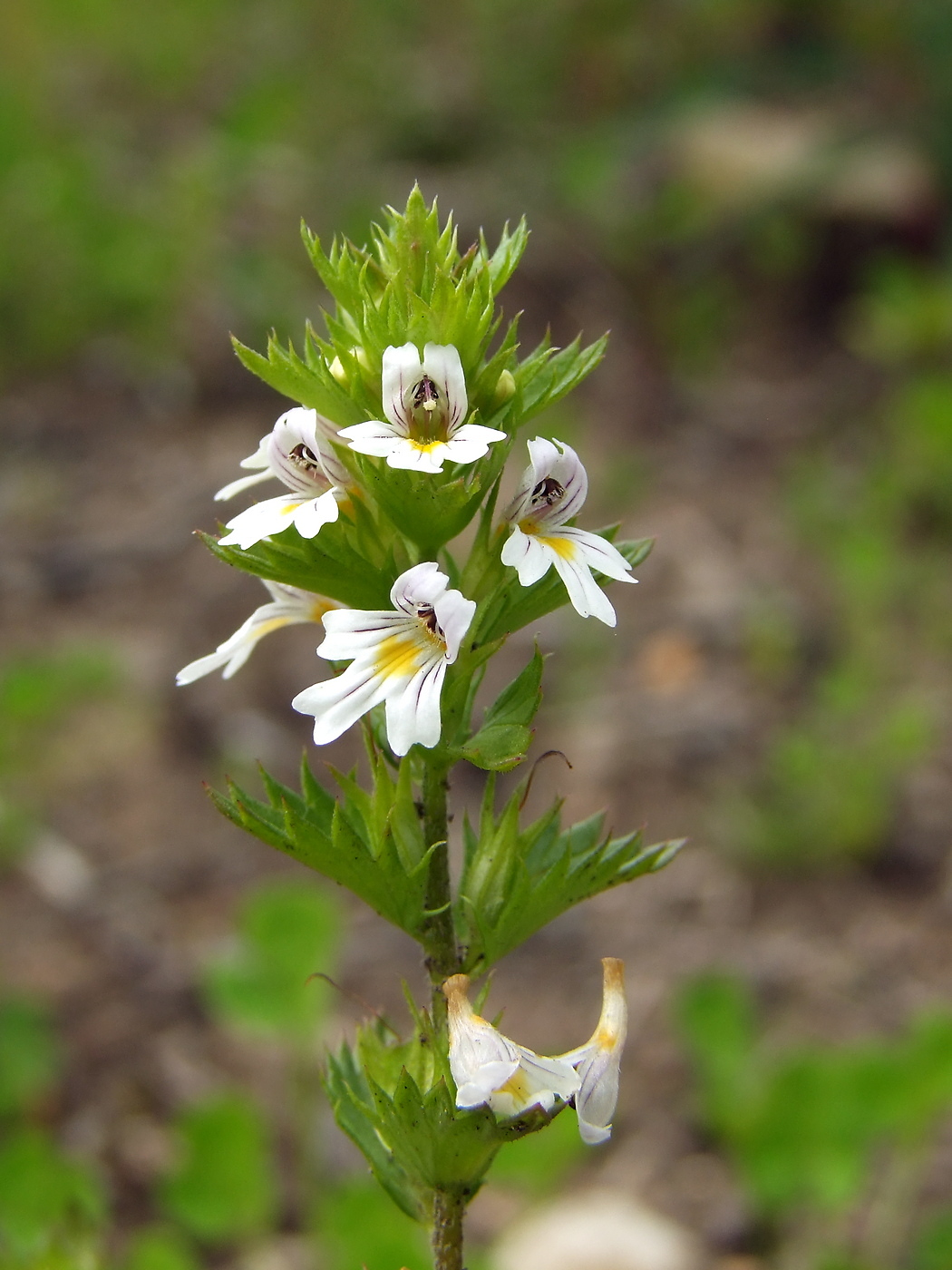 Изображение особи Euphrasia hyperborea.