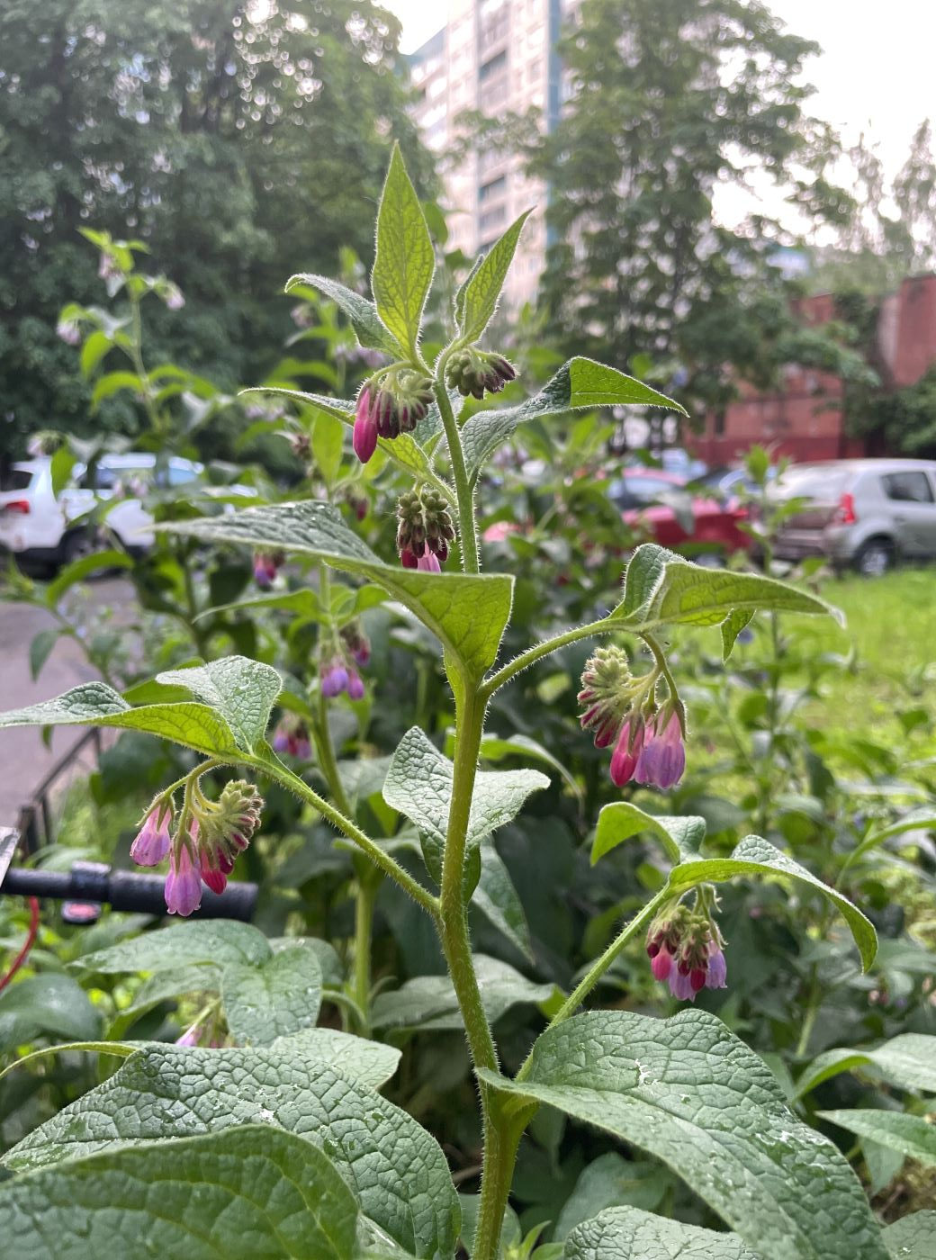 Изображение особи Symphytum × uplandicum.