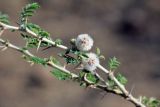 семейство Fabaceae. Побег с соцветиями. Эфиопия, провинция Афар, аураджа Западное Харерге, национальный парк \"Майл Сердо\". 21.12.2014.