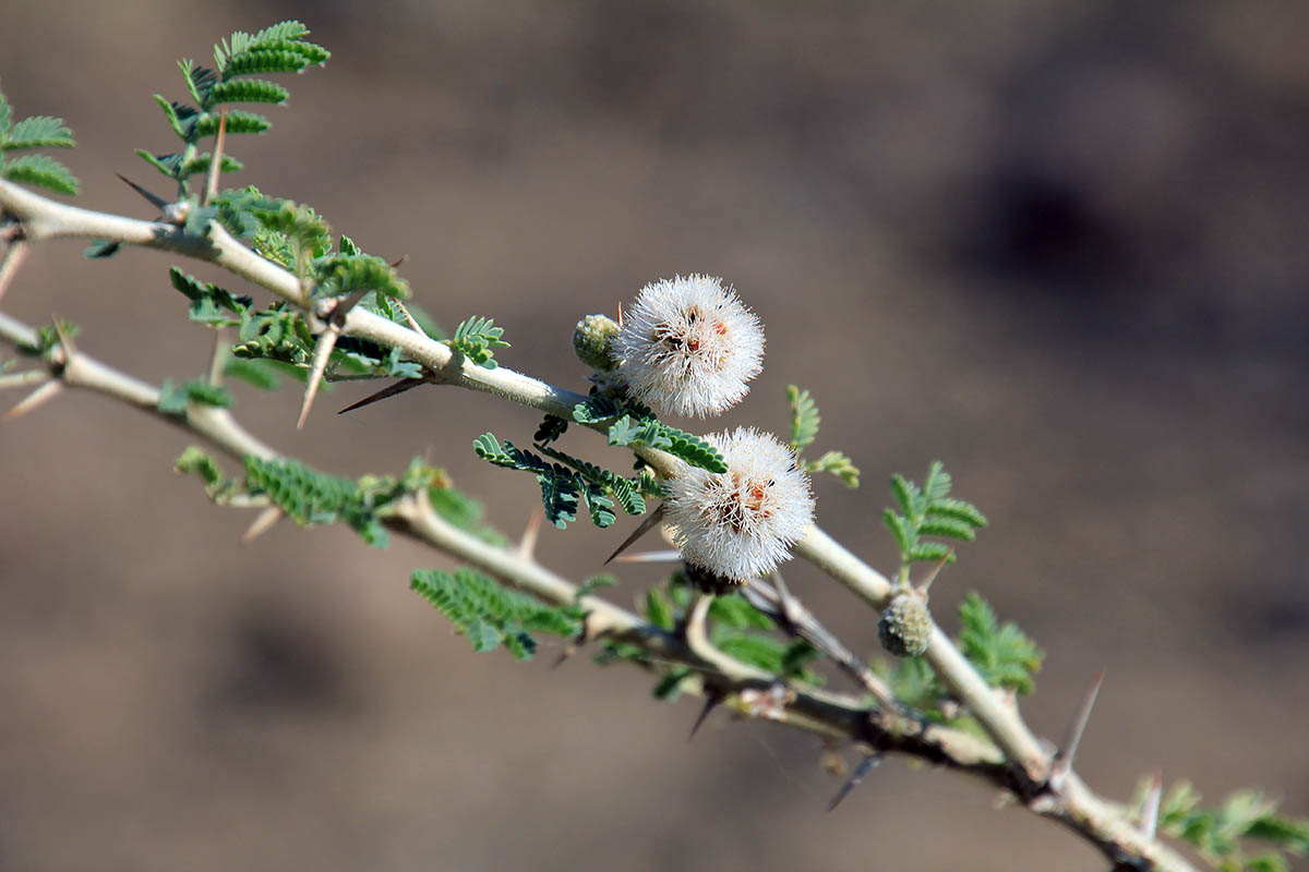 Image of familia Fabaceae specimen.