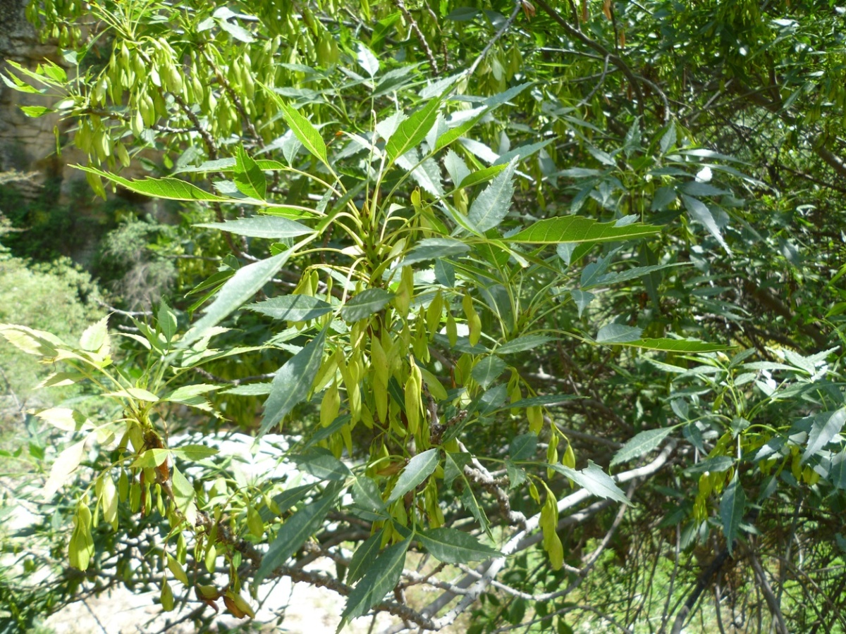 Image of Fraxinus syriaca specimen.