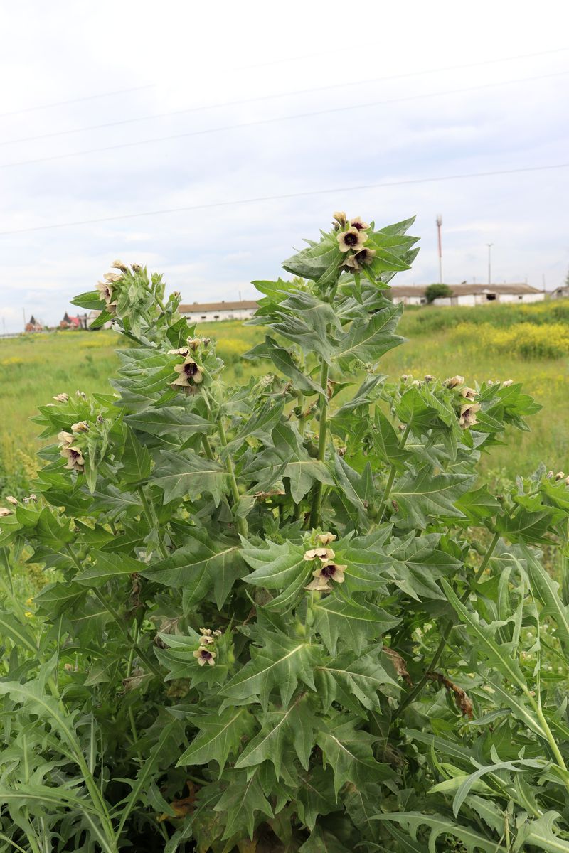 Изображение особи Hyoscyamus niger.