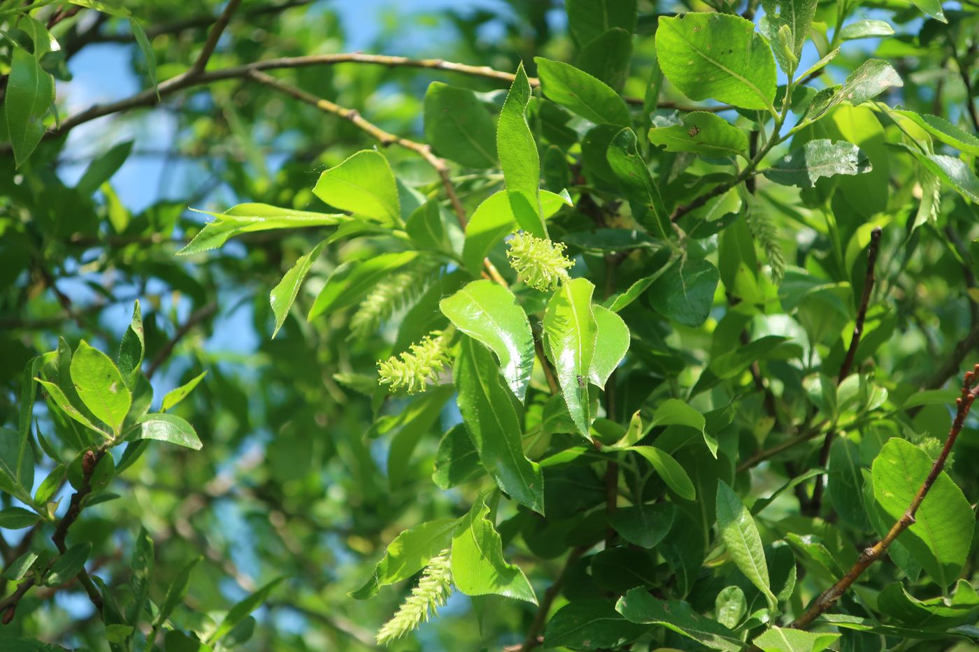 Изображение особи Salix pentandra.