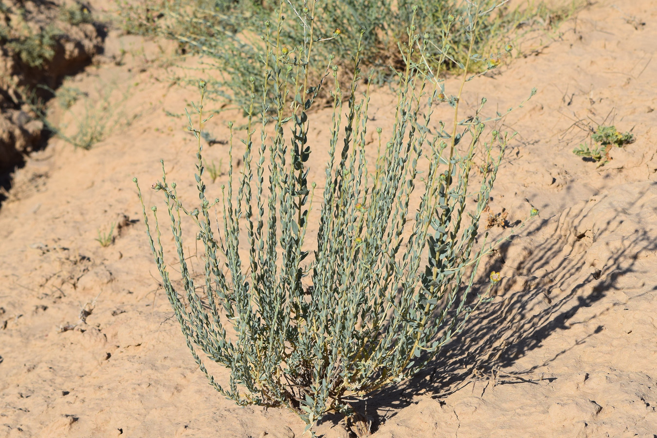 Image of Reaumuria turkestanica specimen.