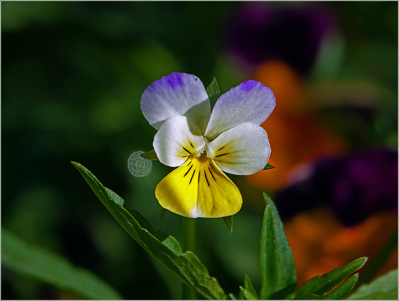 Image of Viola wittrockiana specimen.