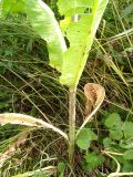 Dipsacus fullonum