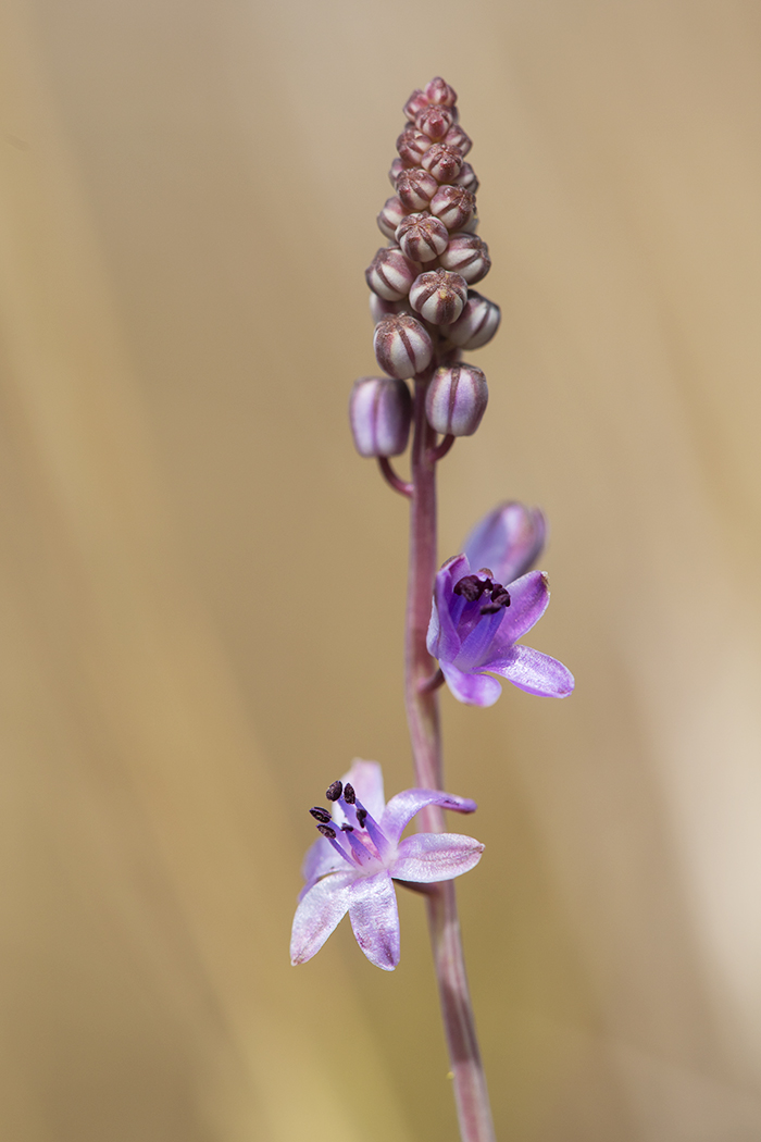 Image of Prospero autumnale specimen.