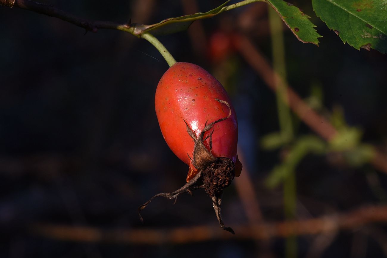 Image of genus Rosa specimen.