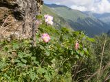 Rosa canina. Верхушка цветущего растения. Карачаево-Черкесия, Урупский р-н, Кавказский биосферный заповедник, Имеретинское ущелье, ≈ 2100 м н.у.м., в скальной расщелине. 26.07.2022.