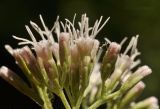 Eupatorium cannabinum. Часть общего соцветия с элементарными соцветиями-корзинками. Крым, окр. г. Севастополь, Чернореченский каньон, берег р. Чёрная. 13.08.2022.