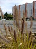 Pennisetum setaceum