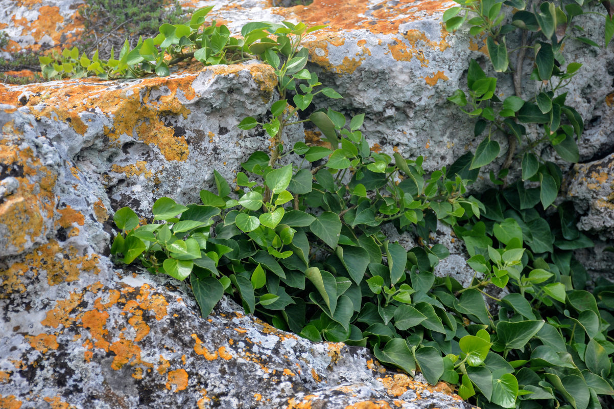 Изображение особи Hedera helix.