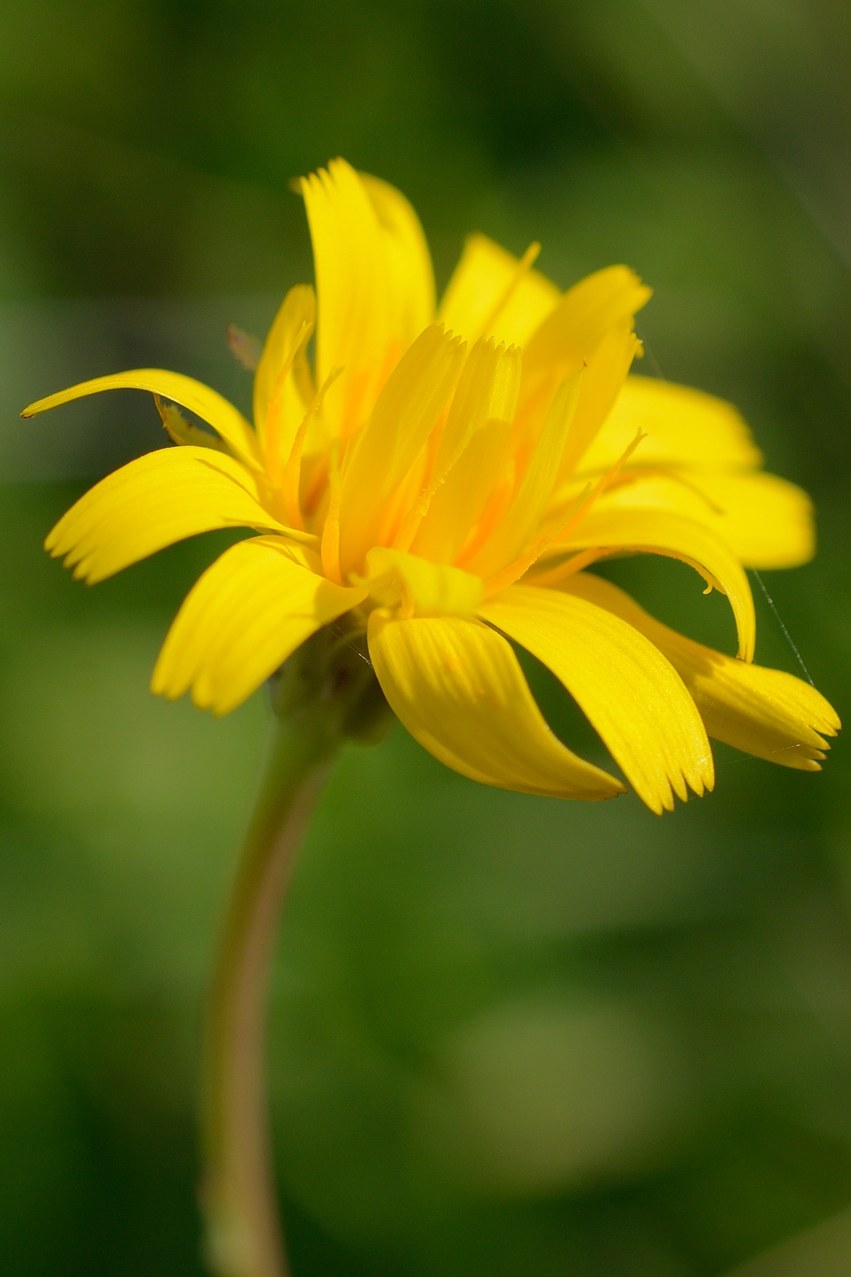 Изображение особи семейство Asteraceae.