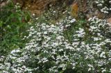 Spiraea pilosa