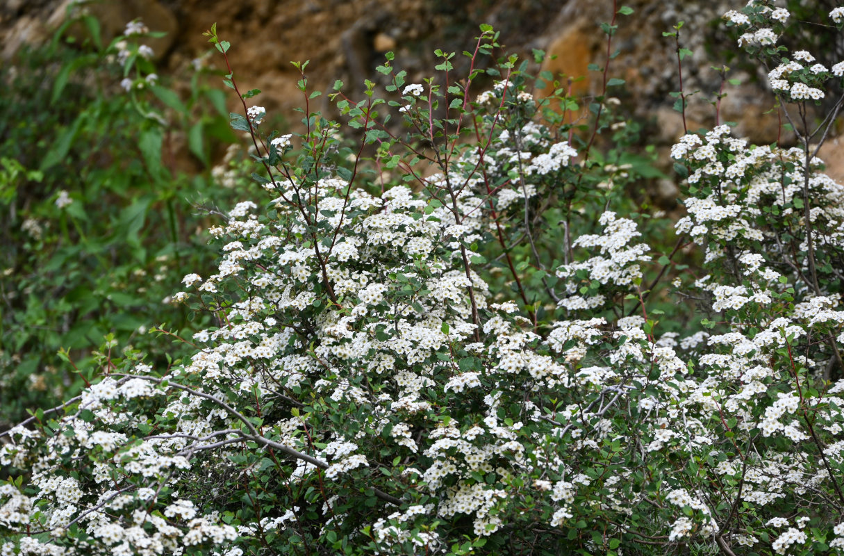 Image of Spiraea pilosa specimen.