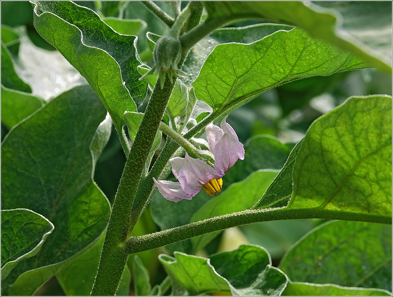 Изображение особи Solanum melongena.